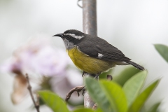 Bananaquit