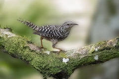 Band-backed Wren