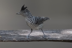 Barred Antshrike