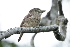 Barred Puffbird