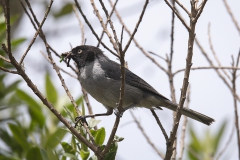 Black-headed Hemispingus