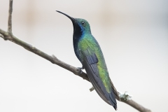 Black-throated Mango