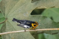 Blackburrian Warbler