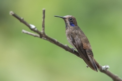 Brown Violetear