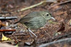 Cundinamarca Antpitta