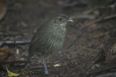 Cundunamarca Antpitta