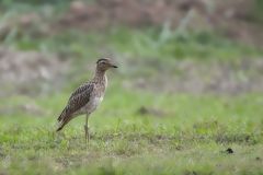 Double-striped Thick-knee