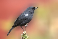 White-sided Flowerpiercer
