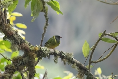 Green-and-black Fruiteater