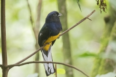 Green-backed Trogon