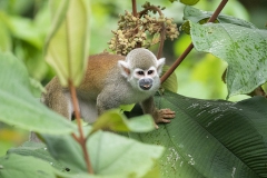 Guianan-Squirrel Monkey