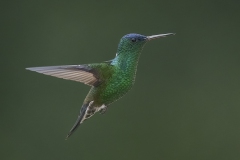 Indigo-capped Hummingbird