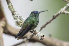 Indigo-capped Hummingbird