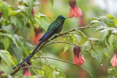 Long-tailed Sylph