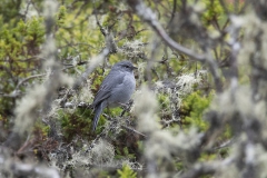 Plumbeous Sierra Finch