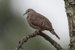 Ruddy Grounddove