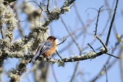 Rufous-browed Conebill