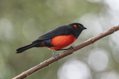 Scarlet-bellied Mountain-Tanager