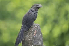 Smooth-billed Ani