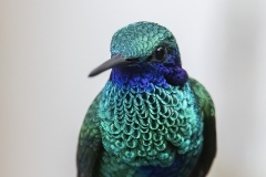 Sparkling Violetear
