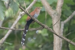 Squirrel Cuckoo