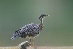 Sunbittern
