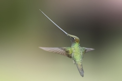 Swordbill Hummingbird