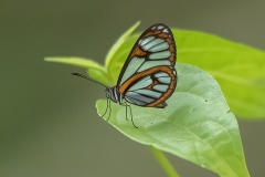 Terra Glasswing