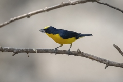 Thick-billed Euphonia