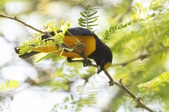 Velvet-fronted Euphonia
