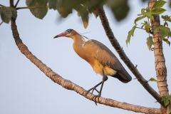 Whistling Heron