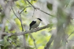White-bearded Manakin