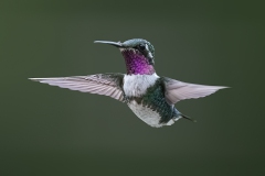 White-bellied Woodstar