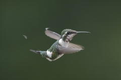 White-bellied Woodstar
