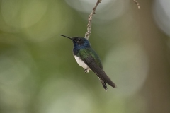 White-necked Jacobin