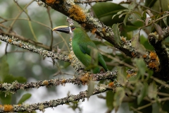 White-throated Toucanet