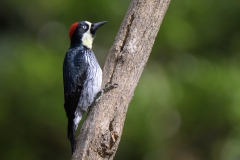 Acorn Woodpecker