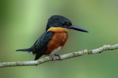 American Pygmy-Kingfisher