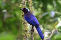 Azure-hooded Jay
