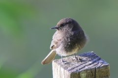 Black Phoebe