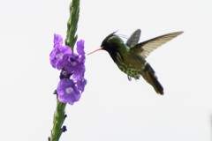 Black-crested Coquette