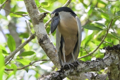 Boat-billed Heron