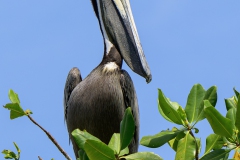Brown Pelican