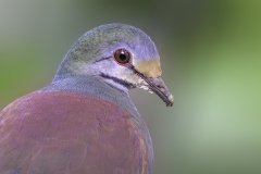 Buff-fronted Qual-dove