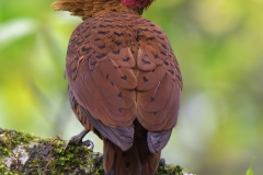 Chestnut-colored Woodpecker