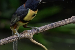 Collared Aracari