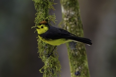 Collared Redstart