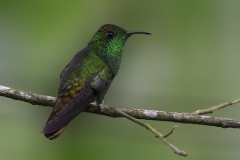 Coppery-headed Emerald