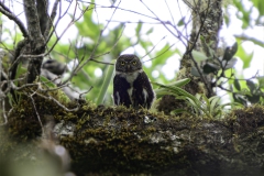 Costa Rican Pigmy-Owl