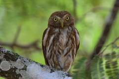 Ferruginous Pygmy-Owl